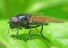 Cheilosia variabilis